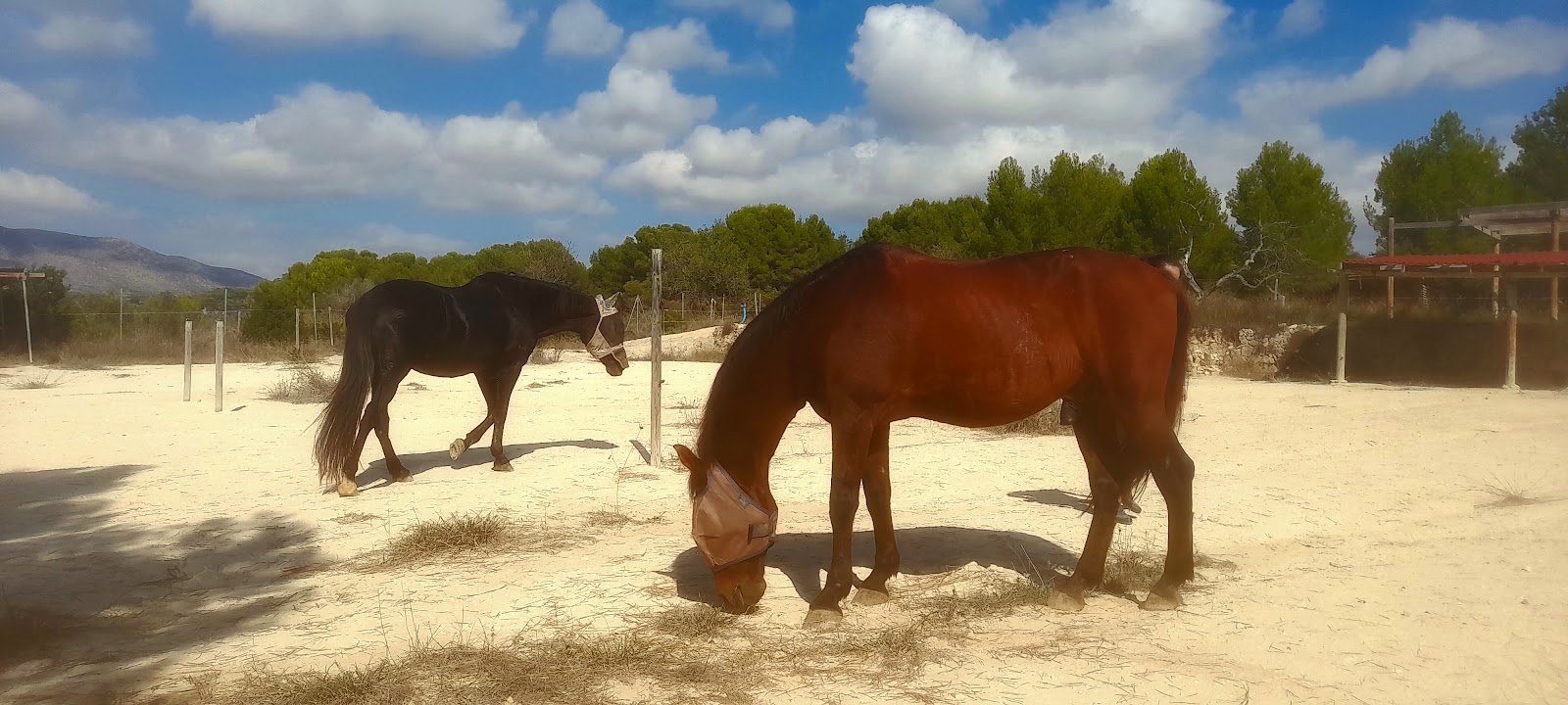 Horse Care